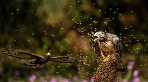 Salon.Photo Silver Medal
